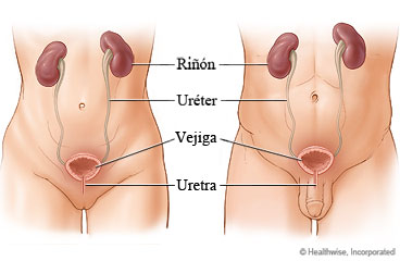 Las vías urinarias en mujeres y hombres