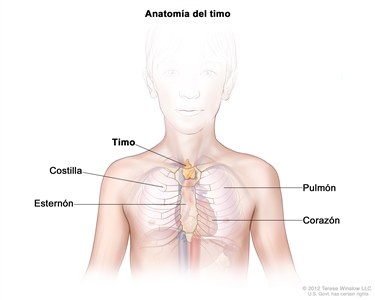 En este dibujo del tórax de un niño se muestra el timo en la parte superior del pecho, bajo el esternón. También se señala una costilla, un pulmón y el corazón.