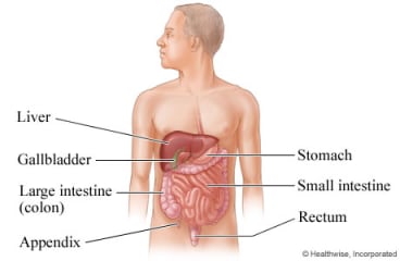 The digestive system