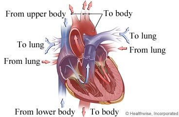 Blood flow in the heart.