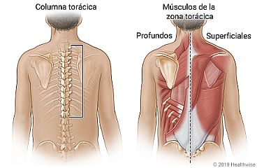 Parte superior y media de la columna (torácica), y músculos profundos y superficiales de la zona torácica