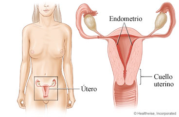 Location of the uterus, with detail of endometrium and cervix