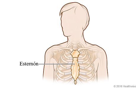 Vista ósea del esternón en el pecho