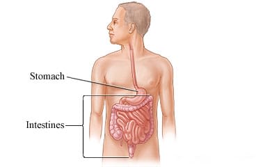 Digestive system in person's belly, showing intestines below stomach.