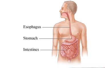 Esophagus, stomach, and intestines.