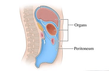 Position of peritoneum surrounding the organs in the body.