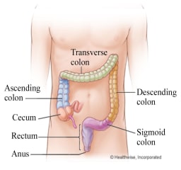 Colon and rectum