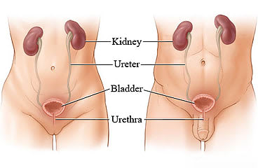 Female and male urinary tracts.