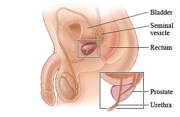 Location of the prostate gland