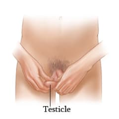How to perform a testicle self-exam.