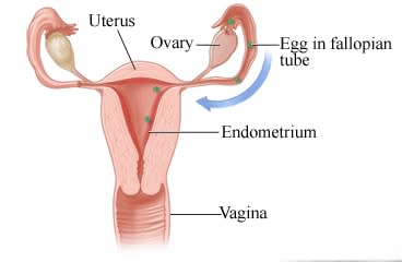 Ovulation