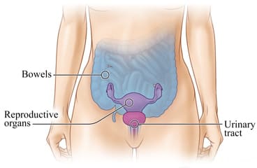 Female pelvic organs