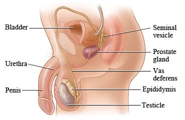 Picture of the male reproductive system