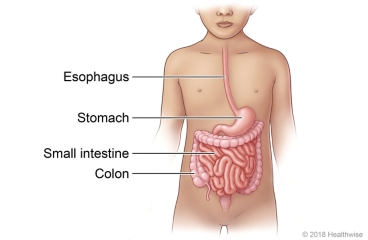 Location of esophagus, stomach, small intestine, and colon.