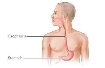 Location of esophagus and stomach