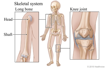 The skeletal system, with close-ups of a long bone head and shaft and a knee joint.