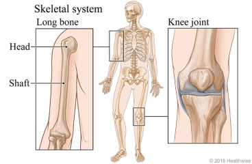 The skeletal system, with close-ups of a long bone head and shaft and a knee joint.