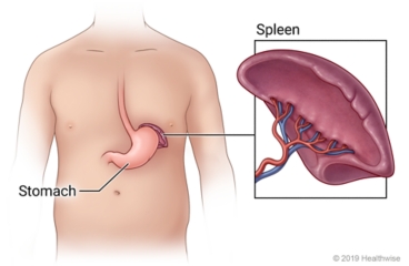 The spleen in upper left side of person's belly, near the stomach.