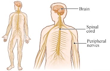The nervous system, showing the location of the brain, spinal cord, and peripheral nerves.