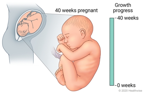 Fetus in uterus, with detail of development at 40 weeks pregnant
