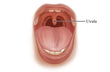 Location of the uvula at the back of the throat.