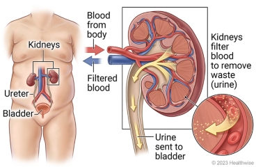 Kidneys, ureters, and bladder in body, with detail showing bloodcfrom body to kidney, kidney filtering blood to remove waste (urine), urine sent to bladder, and filtered blood flowing back to body.