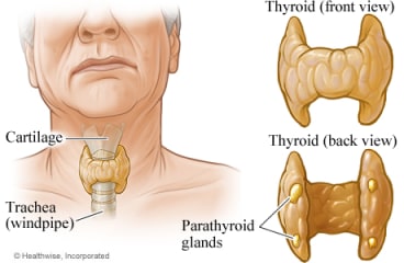 Back and front views of the thyroid.