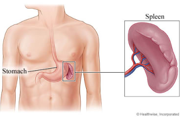 The spleen and its location near the stomach