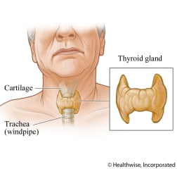 A thyroid gland.