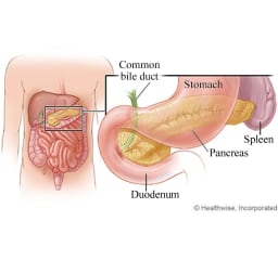Location of digestive organs, with close-up of stomach, spleen, pancreas, common bile duct, and duodenum.