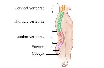 The spine.