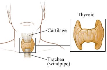 Thyroid gland.