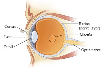 Side view of the eye, showing the macula area of the retina
