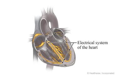 Cross-section of the heart, showing electrical system.