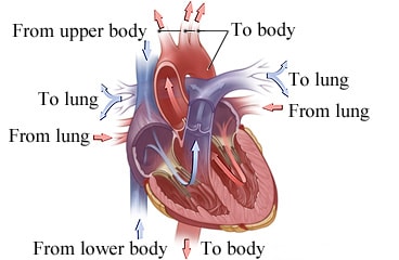 Blood flow in the heart.