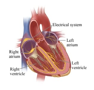 Heart and the pathways for electrical impulses, with normal EKG results.