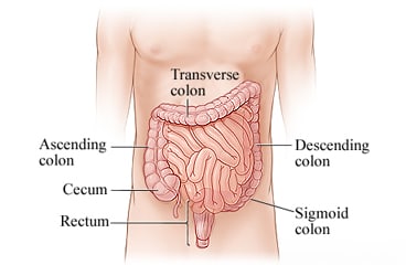 Rectum and parts of colon