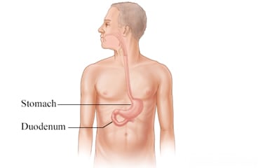 The duodenum and its location in the body
