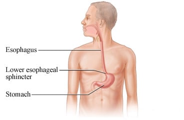 The esophagus and stomach