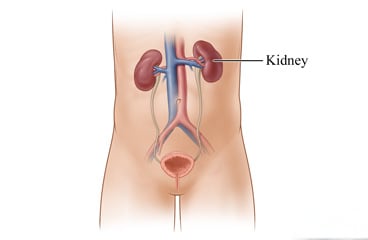 Kidneys and their location in the body