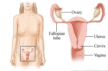Female pelvic organs