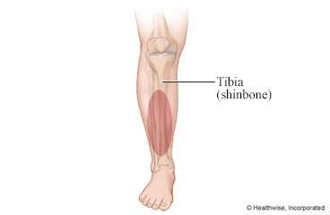 The shinbone (tibia)