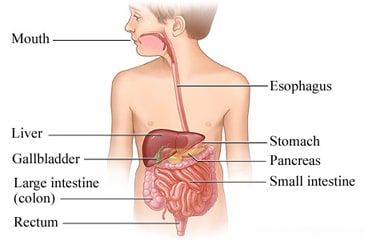 The digestive system