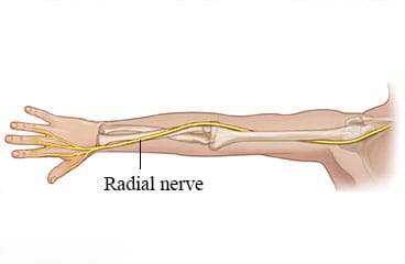 Radial nerve