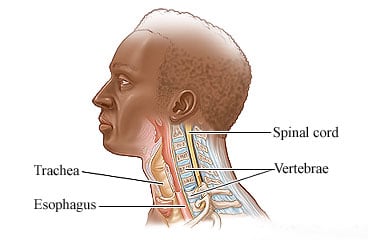 Neck anatomy
