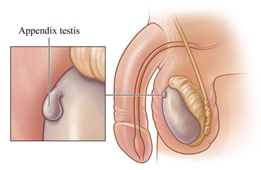 Piece of tissue attached to the testicle, with detail