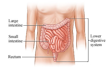 Picture of lower digestive system