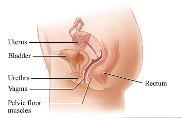 Female pelvic organs