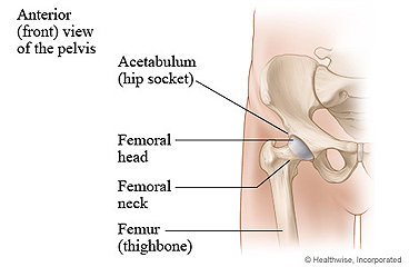 Hip joint and thighbone