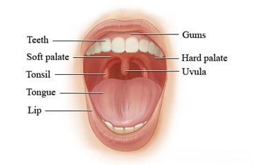Inside of the mouth